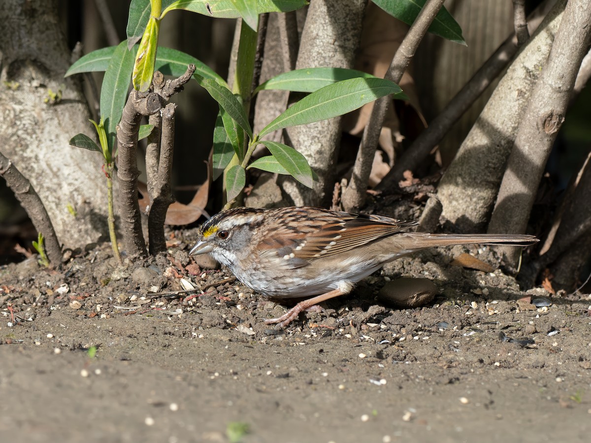 White-throated Sparrow - ML616704359