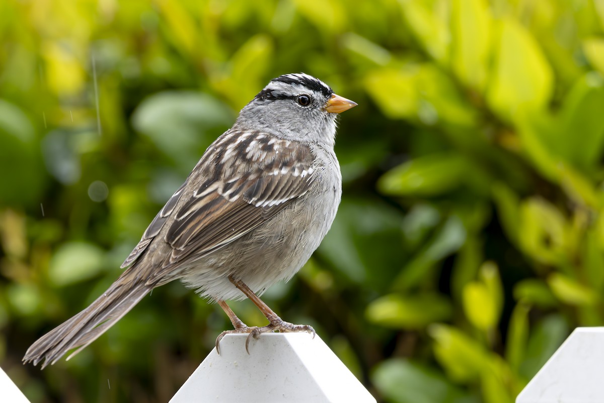 White-crowned Sparrow - ML616704470