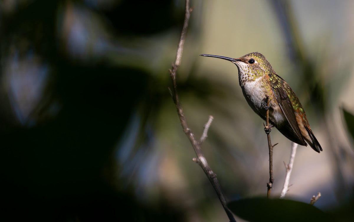 Rufous/Allen's Hummingbird - Braxton Landsman