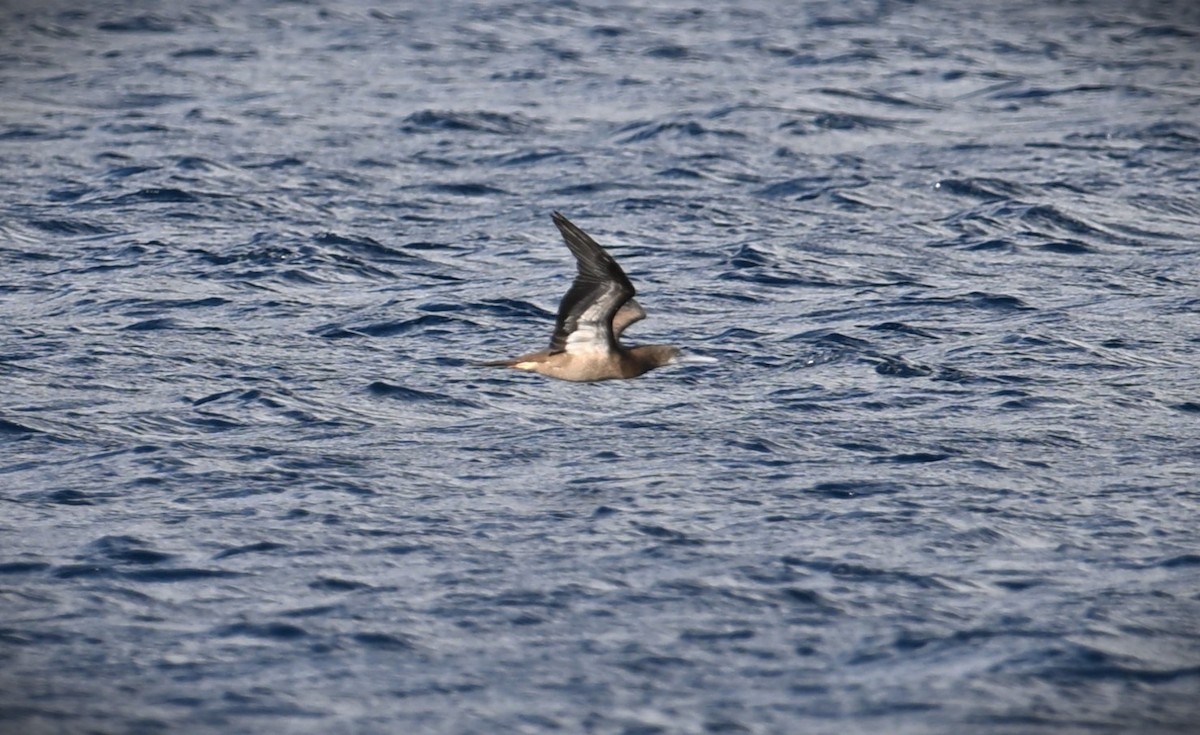 Brown Booby - ML616704771