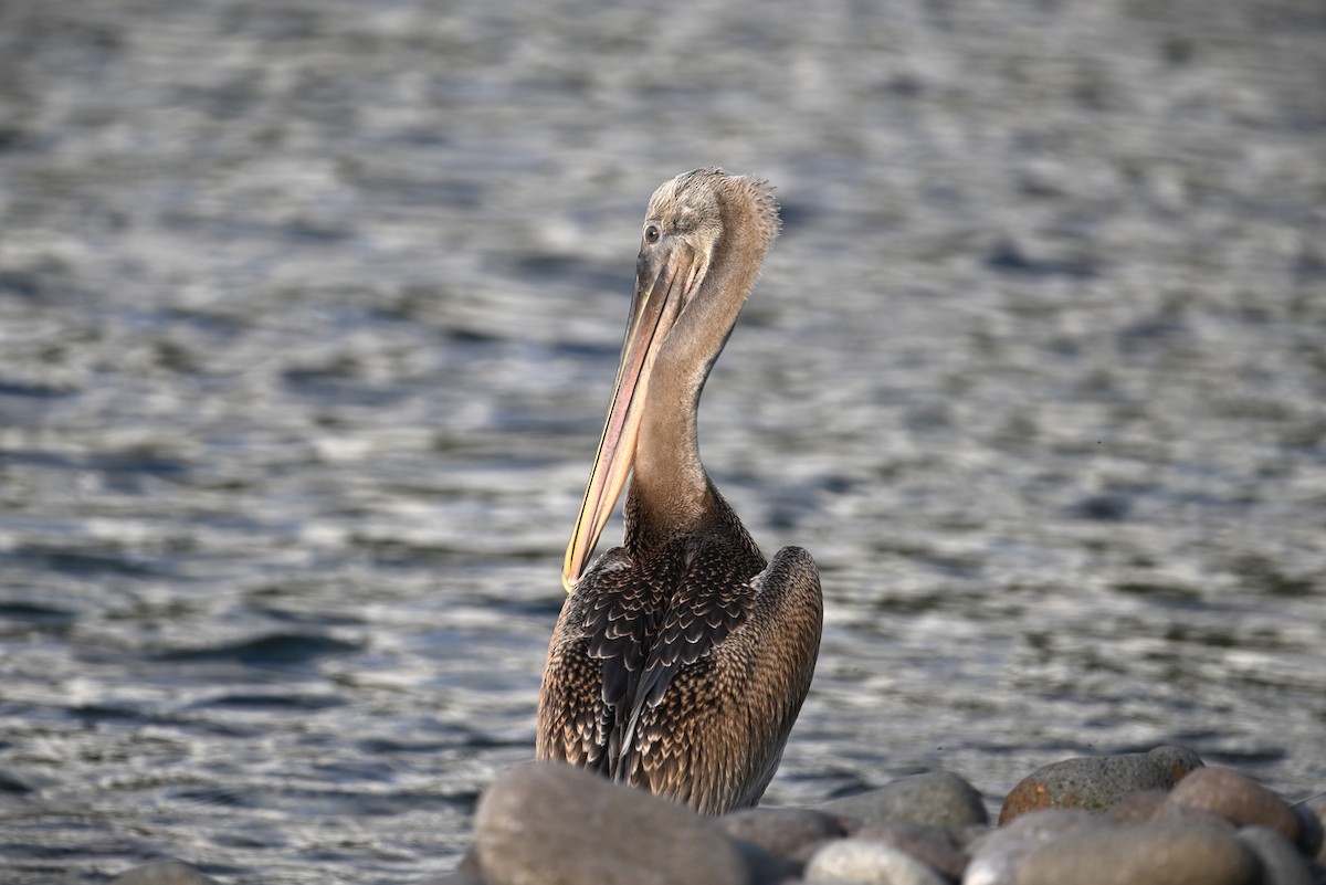 pelikán hnědý - ML616704797