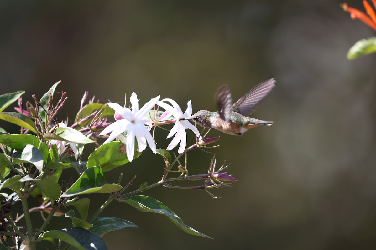 Bumblebee Hummingbird - L. Ernesto Perez Montes (The Mexican Violetear 🦉)