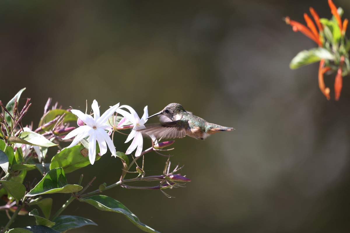 Bumblebee Hummingbird - ML616704974