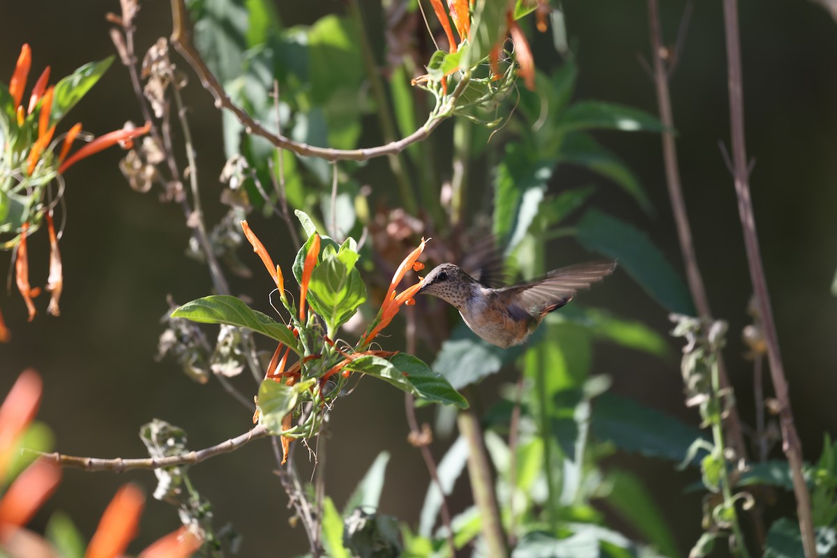 Bumblebee Hummingbird - ML616704986