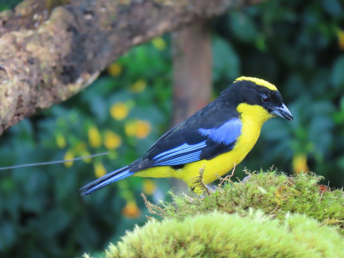 Blue-winged Mountain Tanager - ML616705005