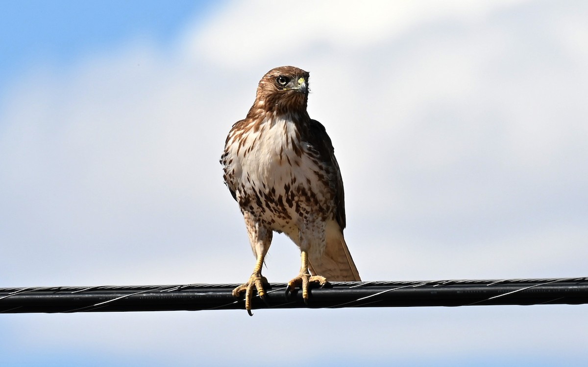 Red-tailed Hawk - ML616705042