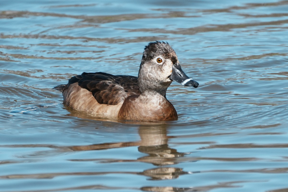 Ring-necked Duck - ML616705099