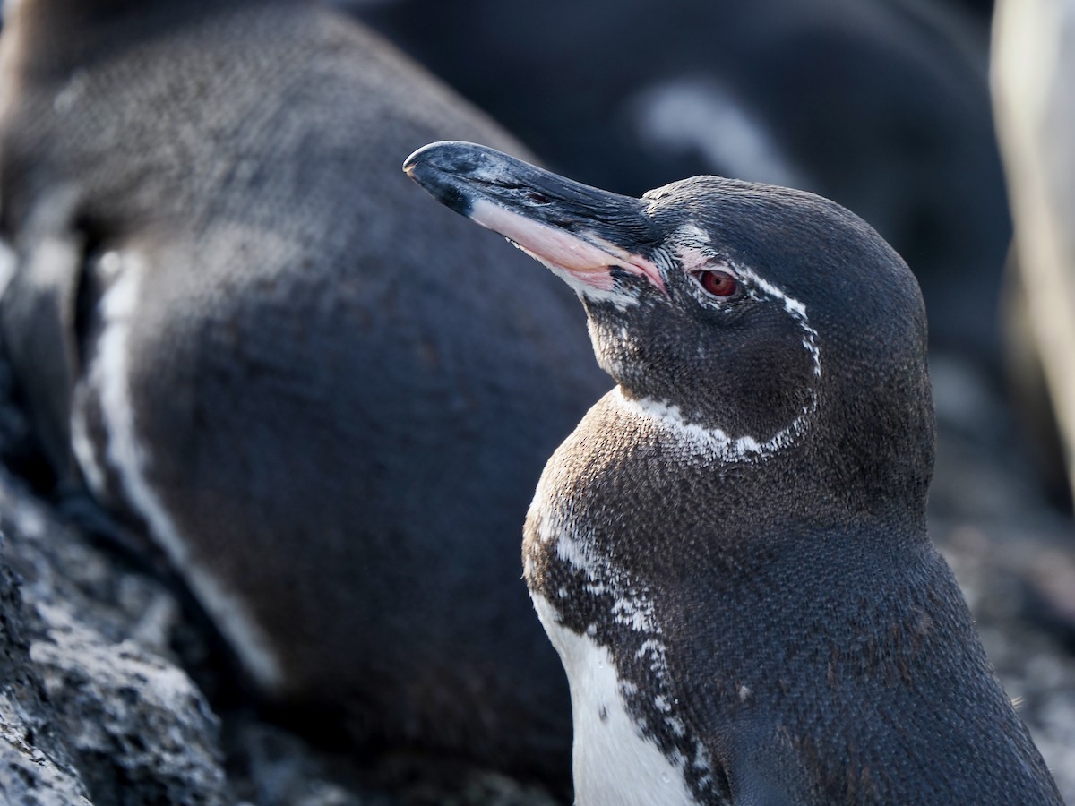 Galapagos Penguin - ML616705163