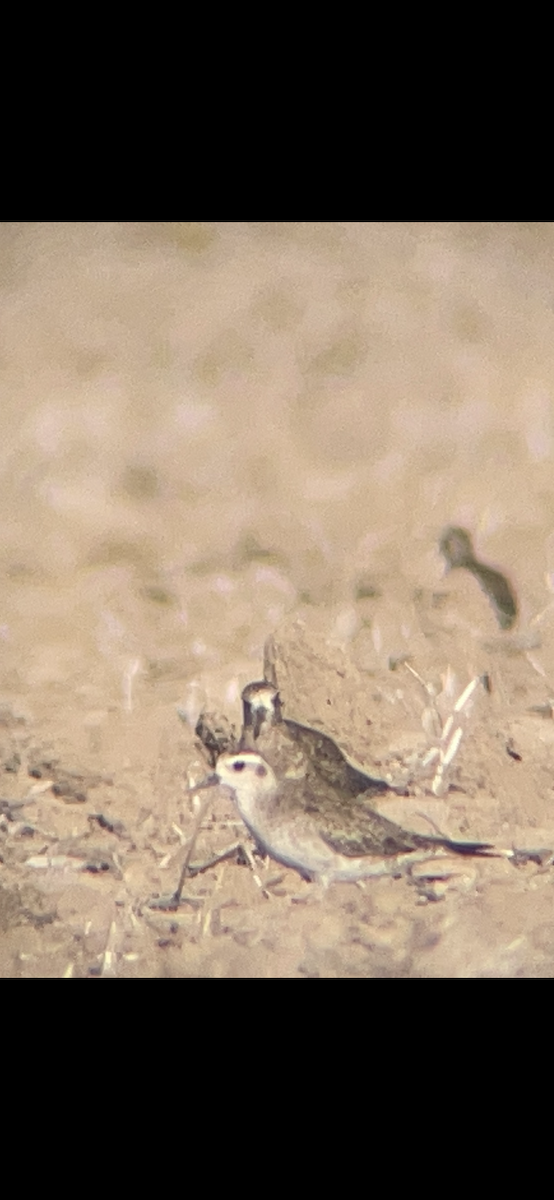 American Golden-Plover - Caine Kelso