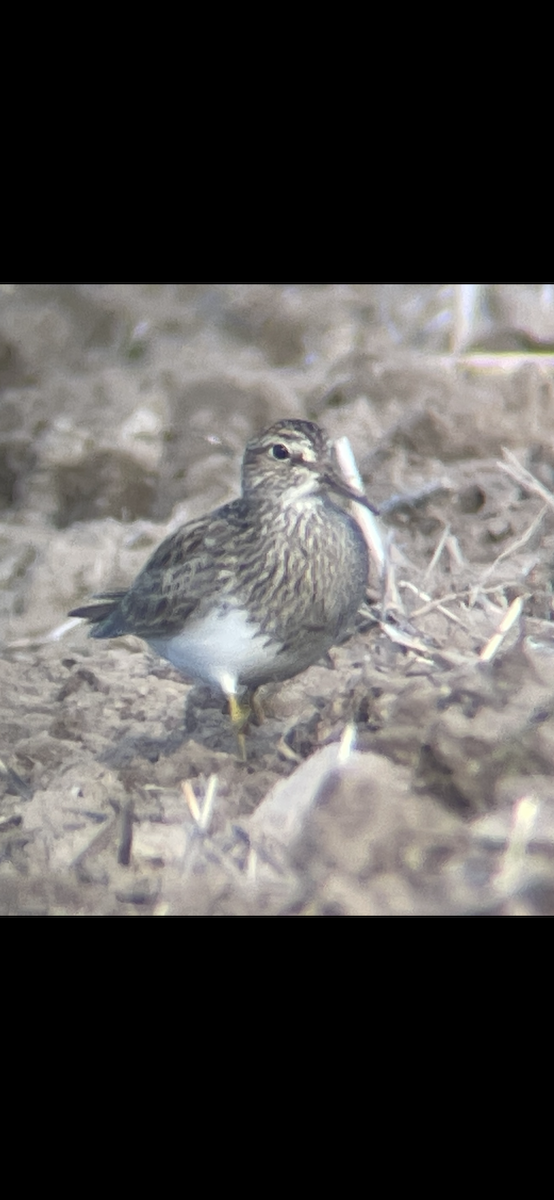 Pectoral Sandpiper - Caine Kelso