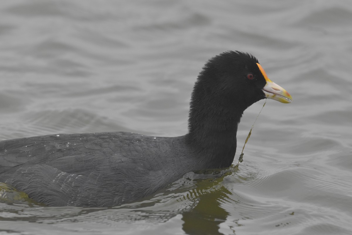 White-winged Coot - ML616705271