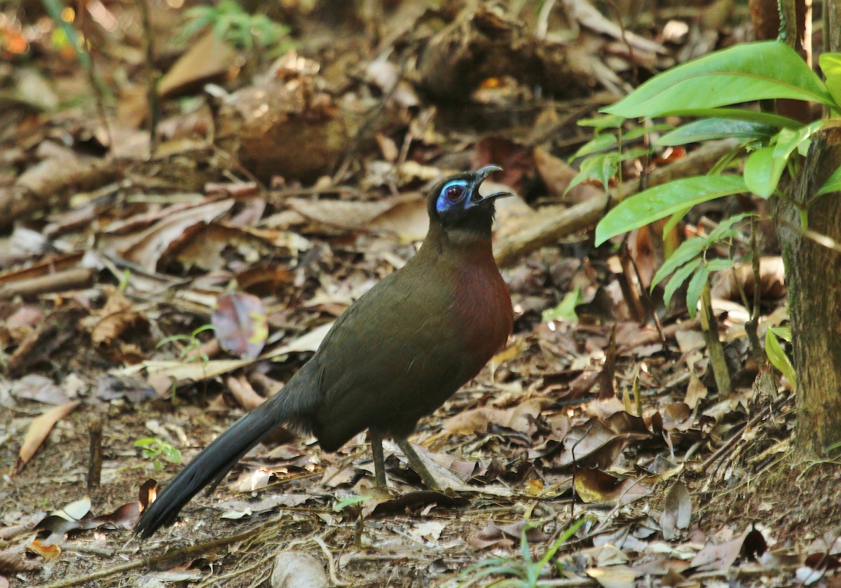Red-breasted Coua - ML616705314