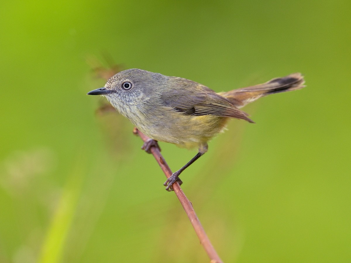 Mountain Thornbill - Acanthiza katherina - Birds of the World