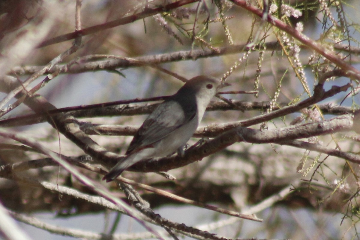 Lucy's Warbler - ML616705331