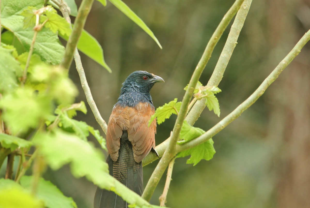 Malagasy Coucal - ML616705360