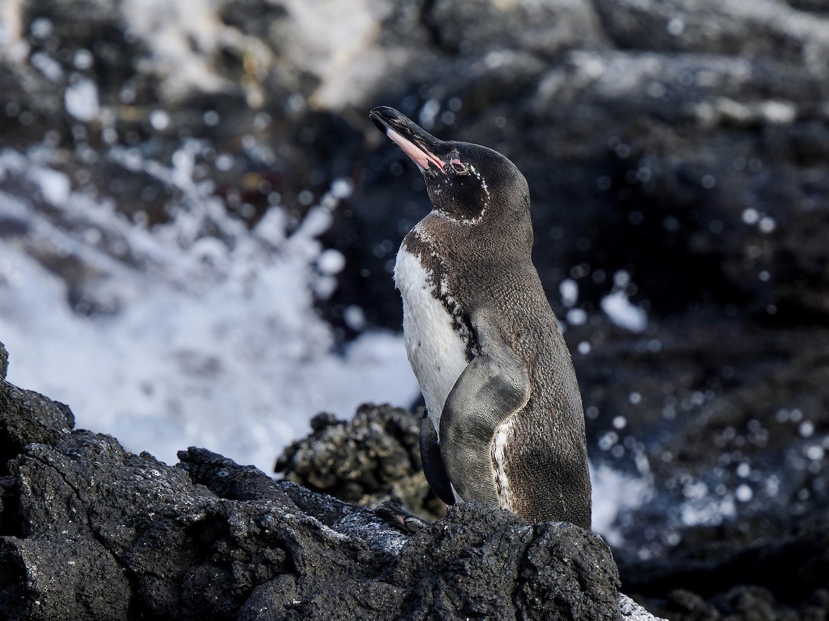Galapagos Penguin - Gabriel Willow