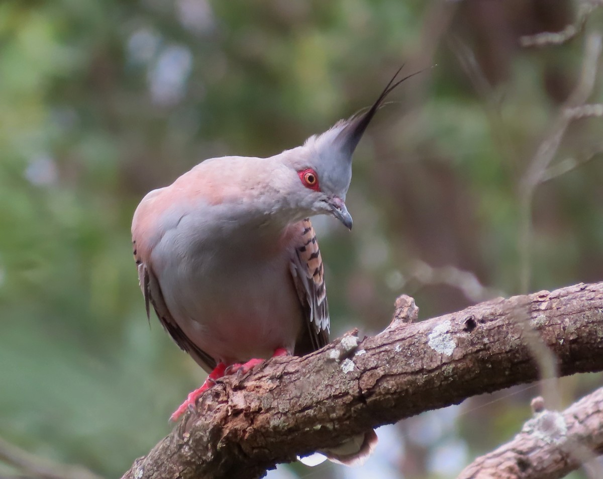 Crested Pigeon - ML616705384
