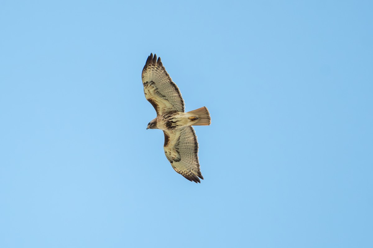 Red-tailed Hawk - ML616705401
