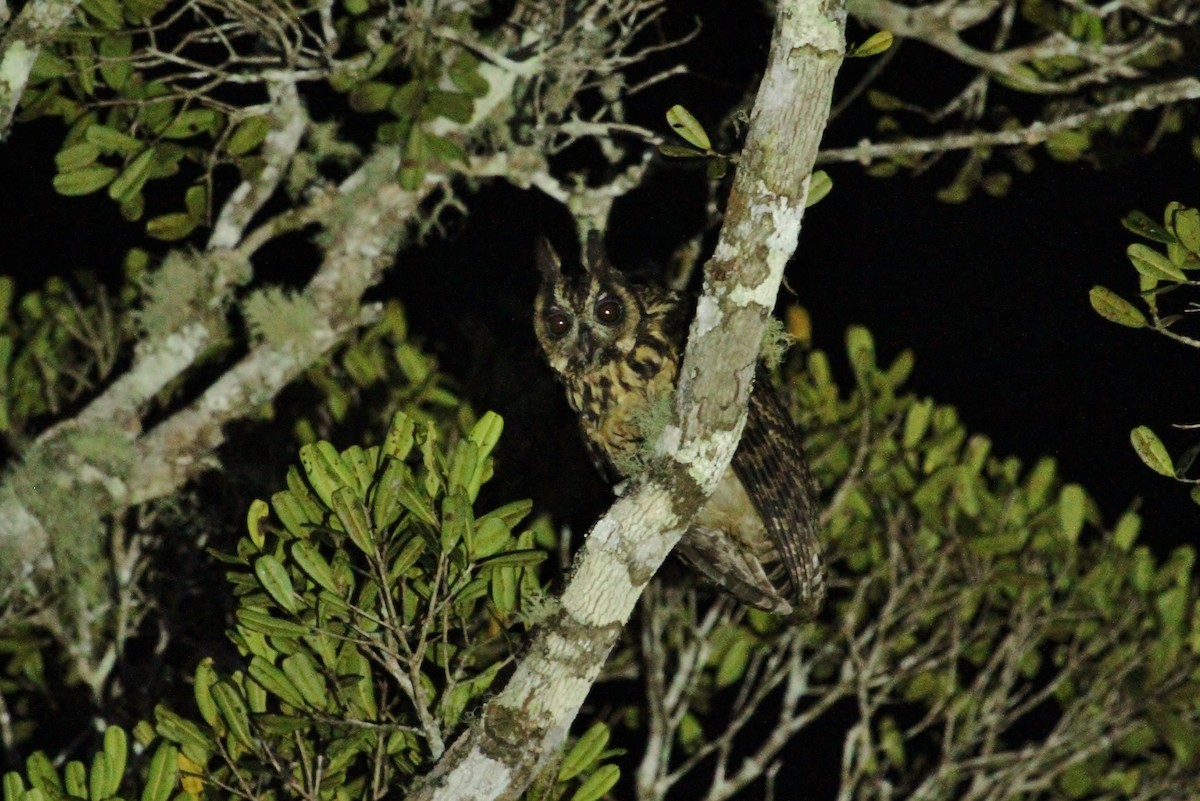 Madagascar Owl - ML616705430
