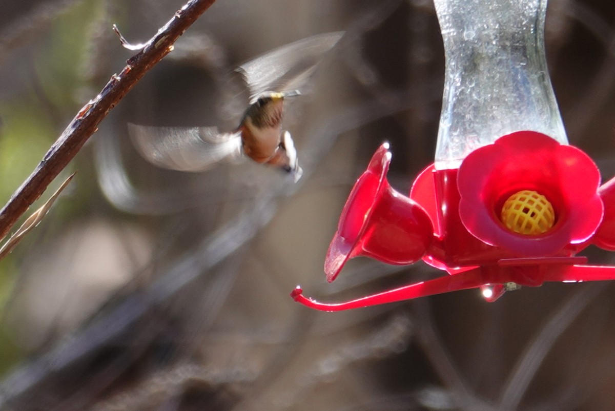 Rufous Hummingbird - Terry Pollock