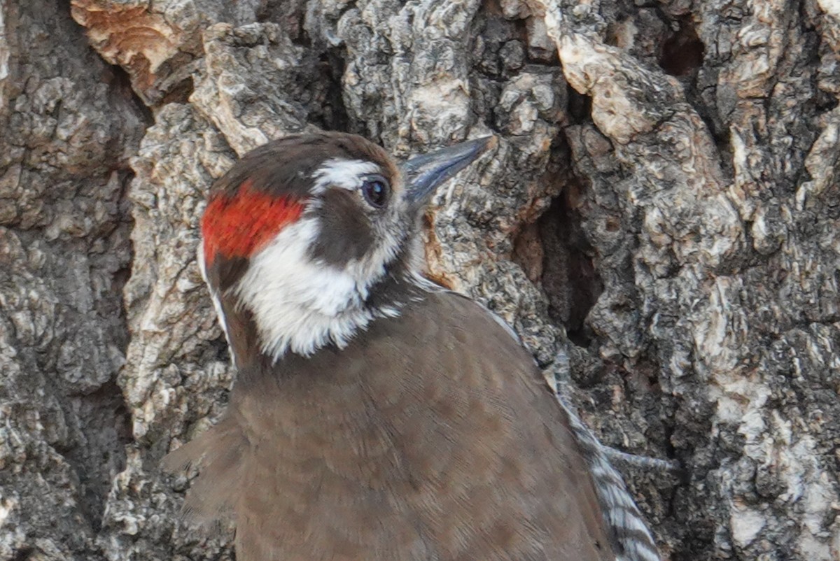 Arizona Woodpecker - Terry Pollock