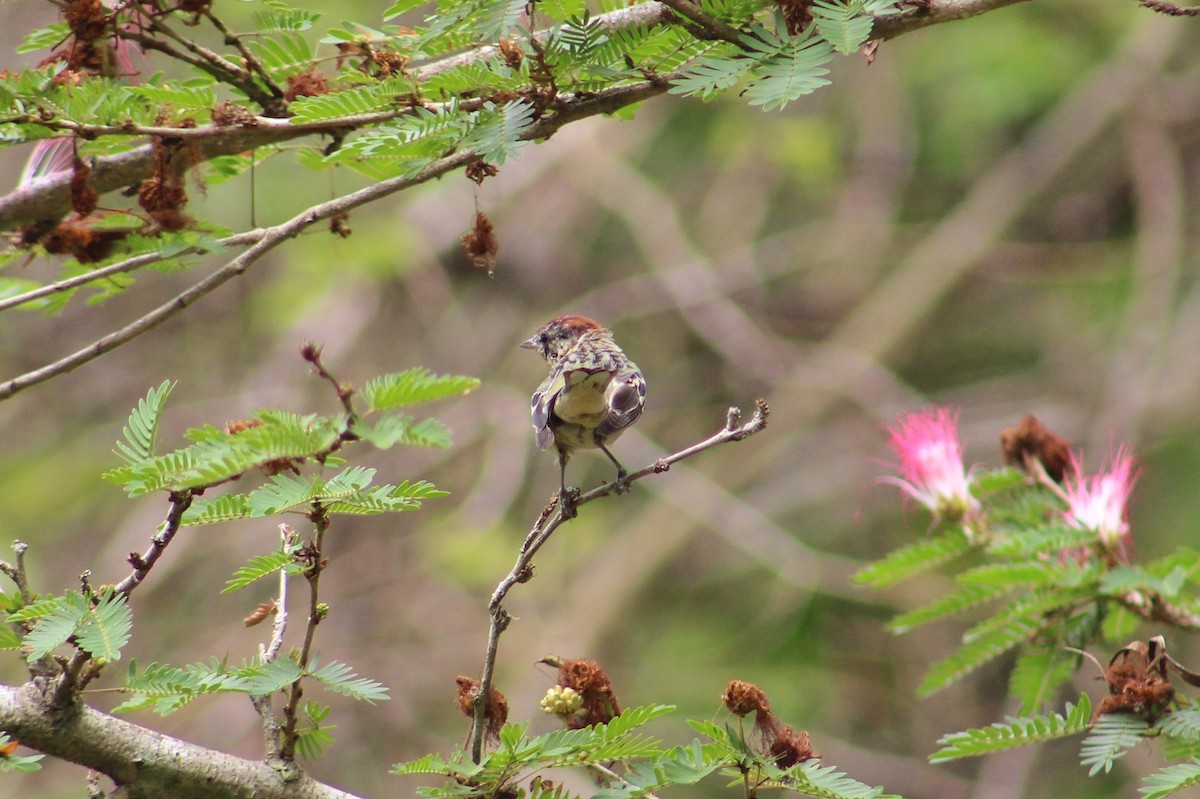Bay-breasted Warbler - ML616705489