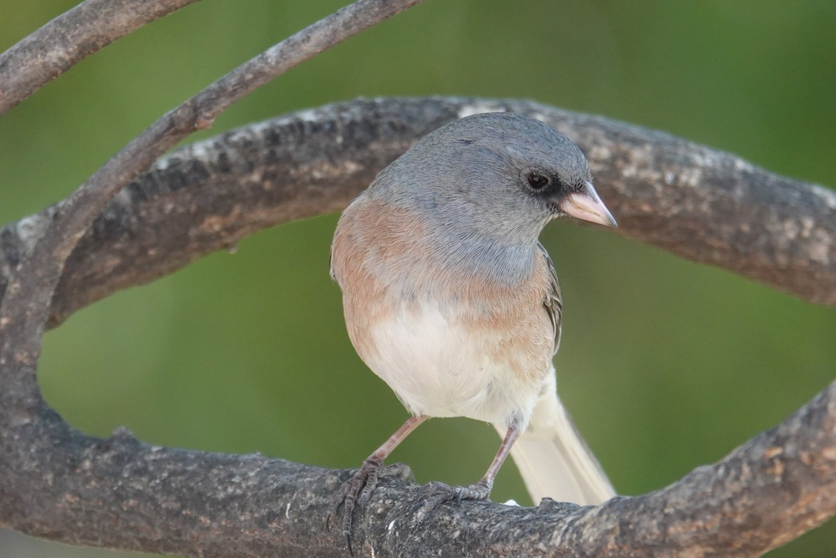 Dark-eyed Junco (Pink-sided) - Terry Pollock