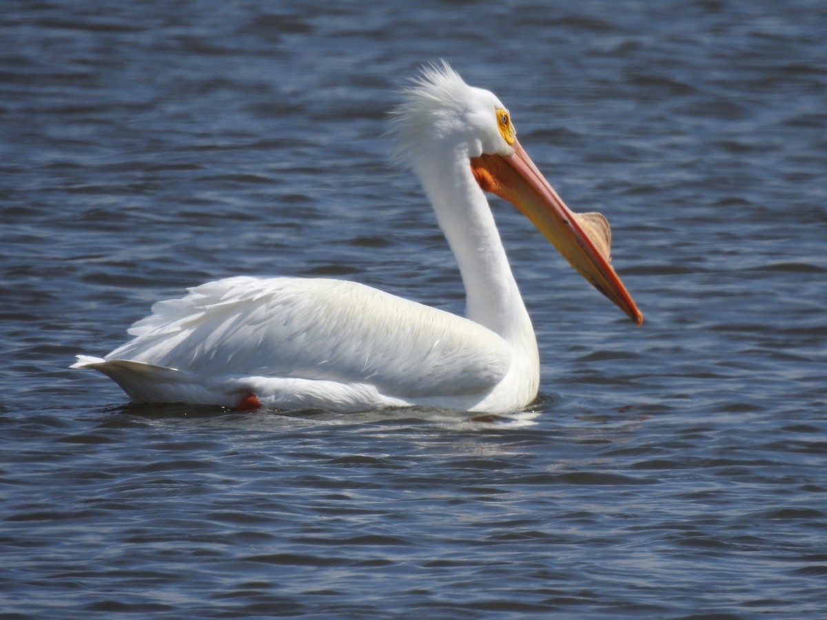 pelikán severoamerický - ML616705582