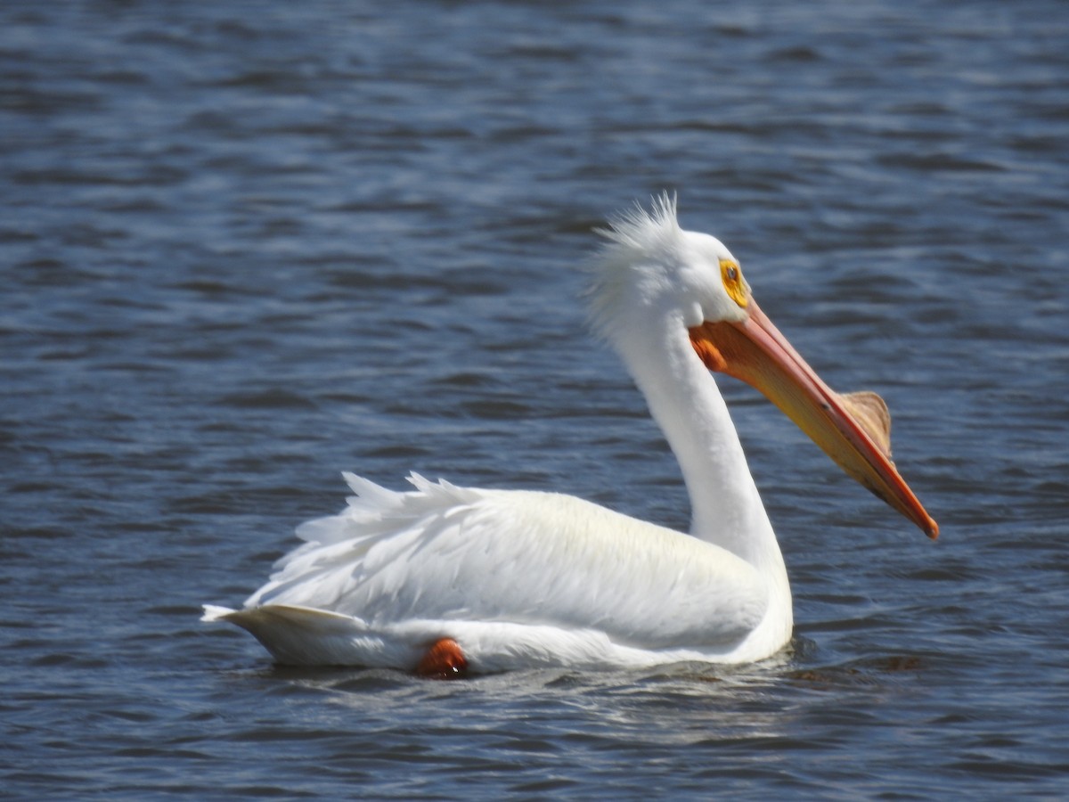 pelikán severoamerický - ML616705584