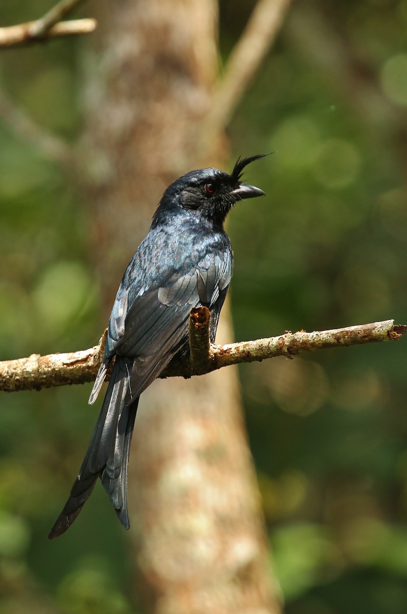 Crested Drongo - ML616705627