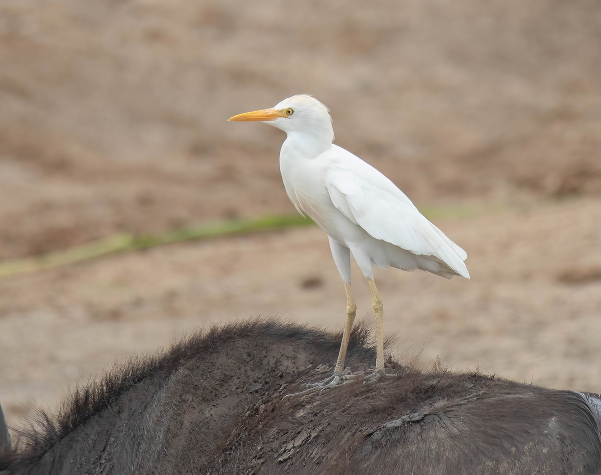 Чапля єгипетська (підвид ibis) - ML616705635