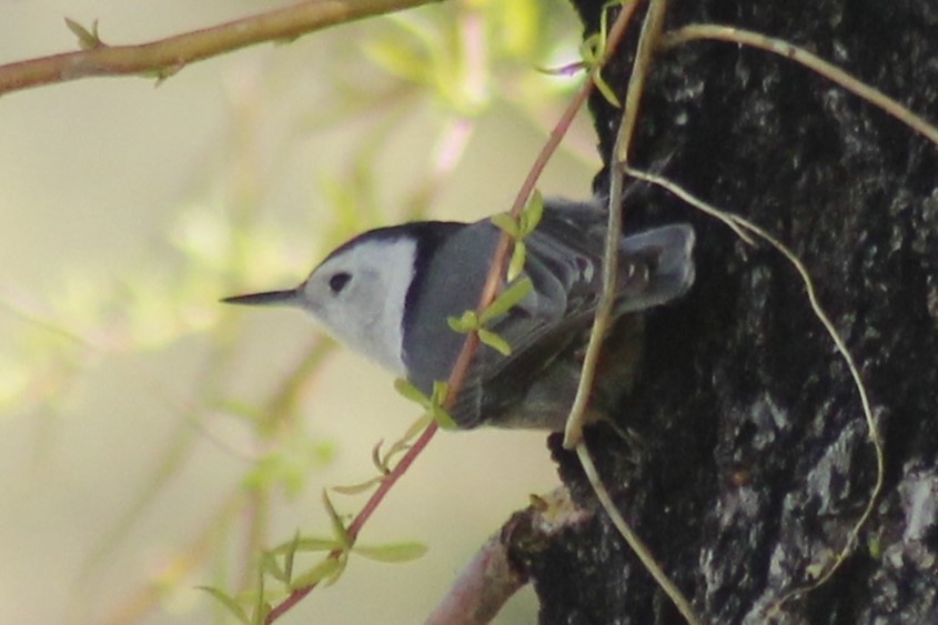 White-breasted Nuthatch - ML616705691