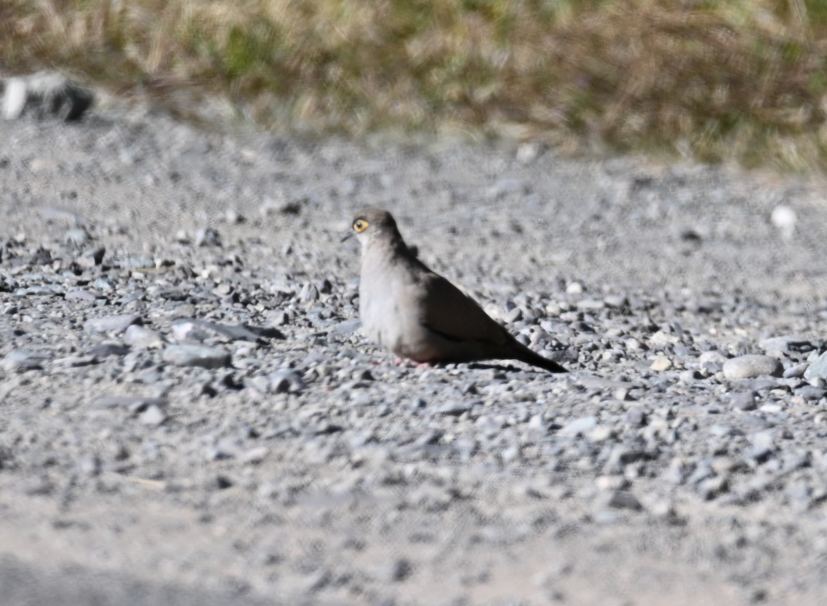 Bare-eyed Ground Dove - ML616706086