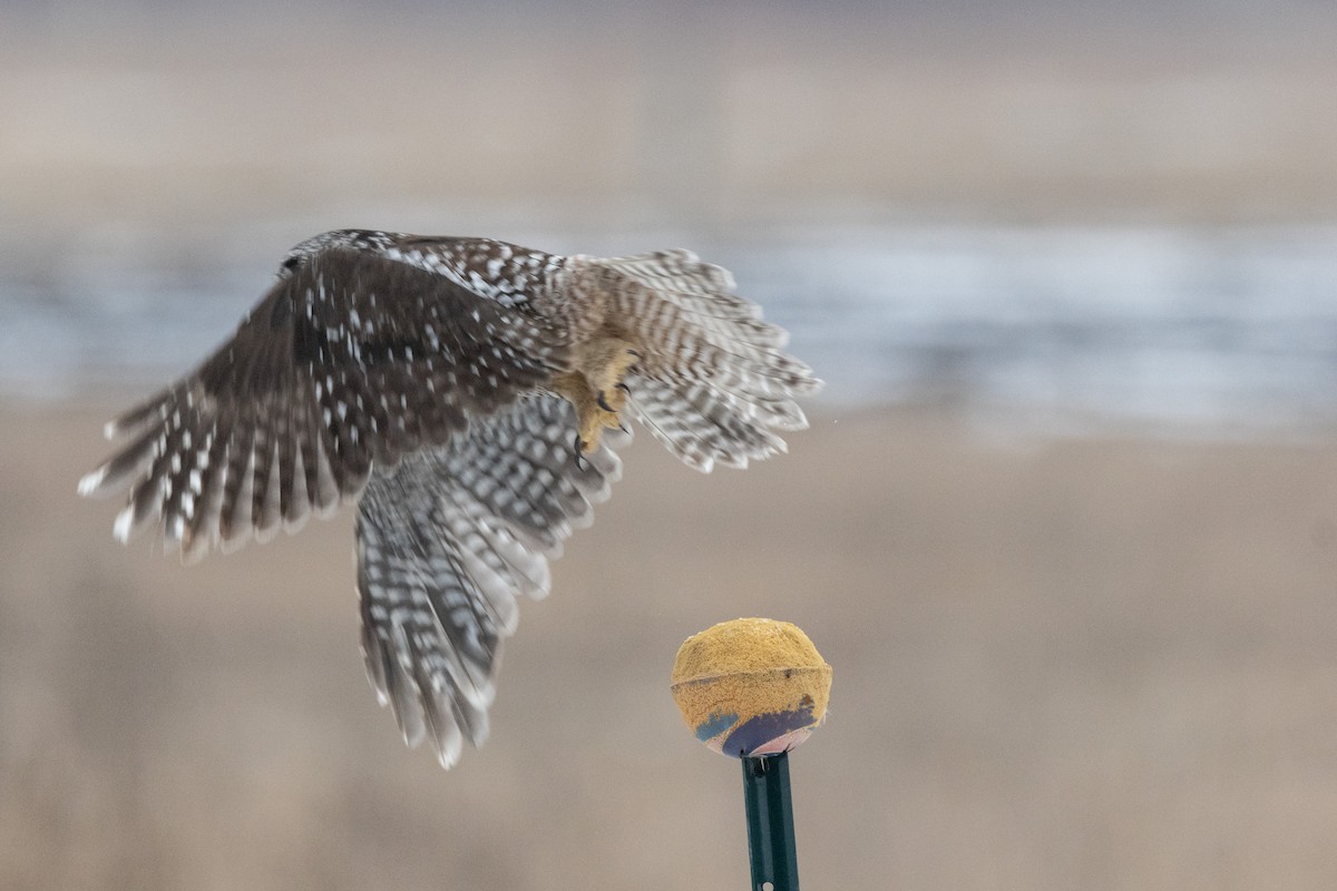 Northern Hawk Owl - ML616706244