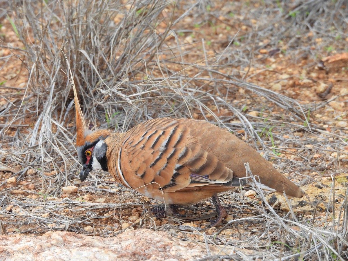 Spinifex Pigeon - ML616706247