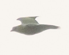 green-pigeon sp. - ML616706347