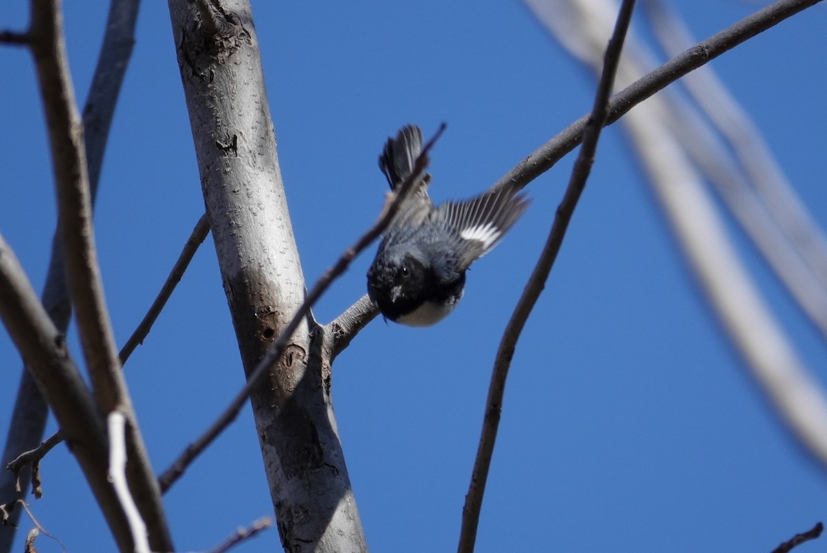 Black-throated Blue Warbler - ML616706351