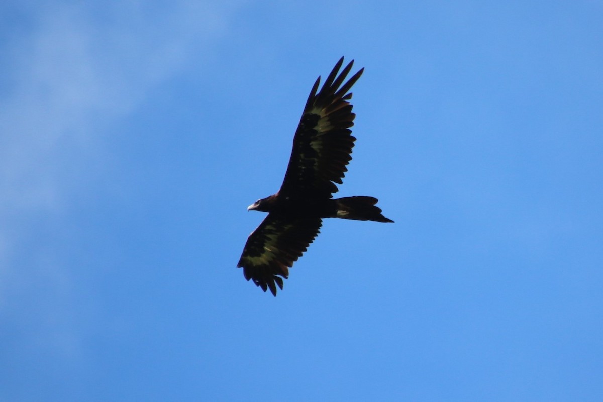 Wedge-tailed Eagle - ML616706368