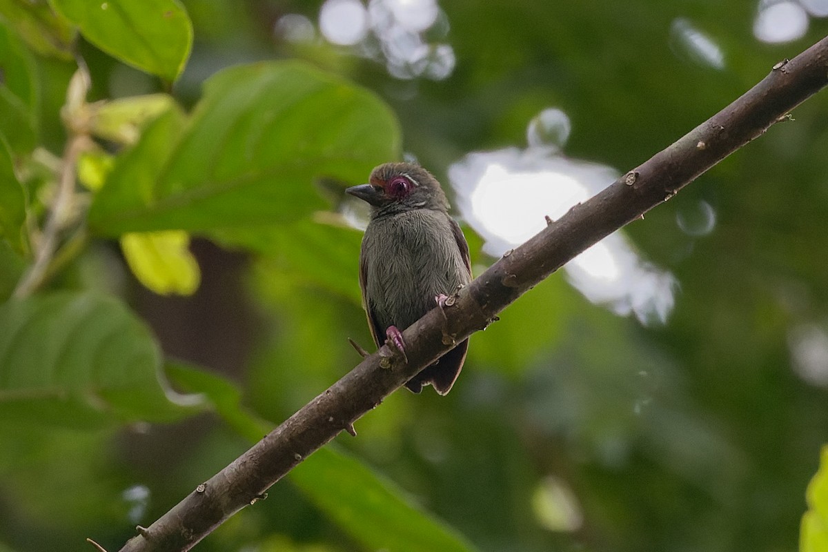 African Piculet - ML616706382
