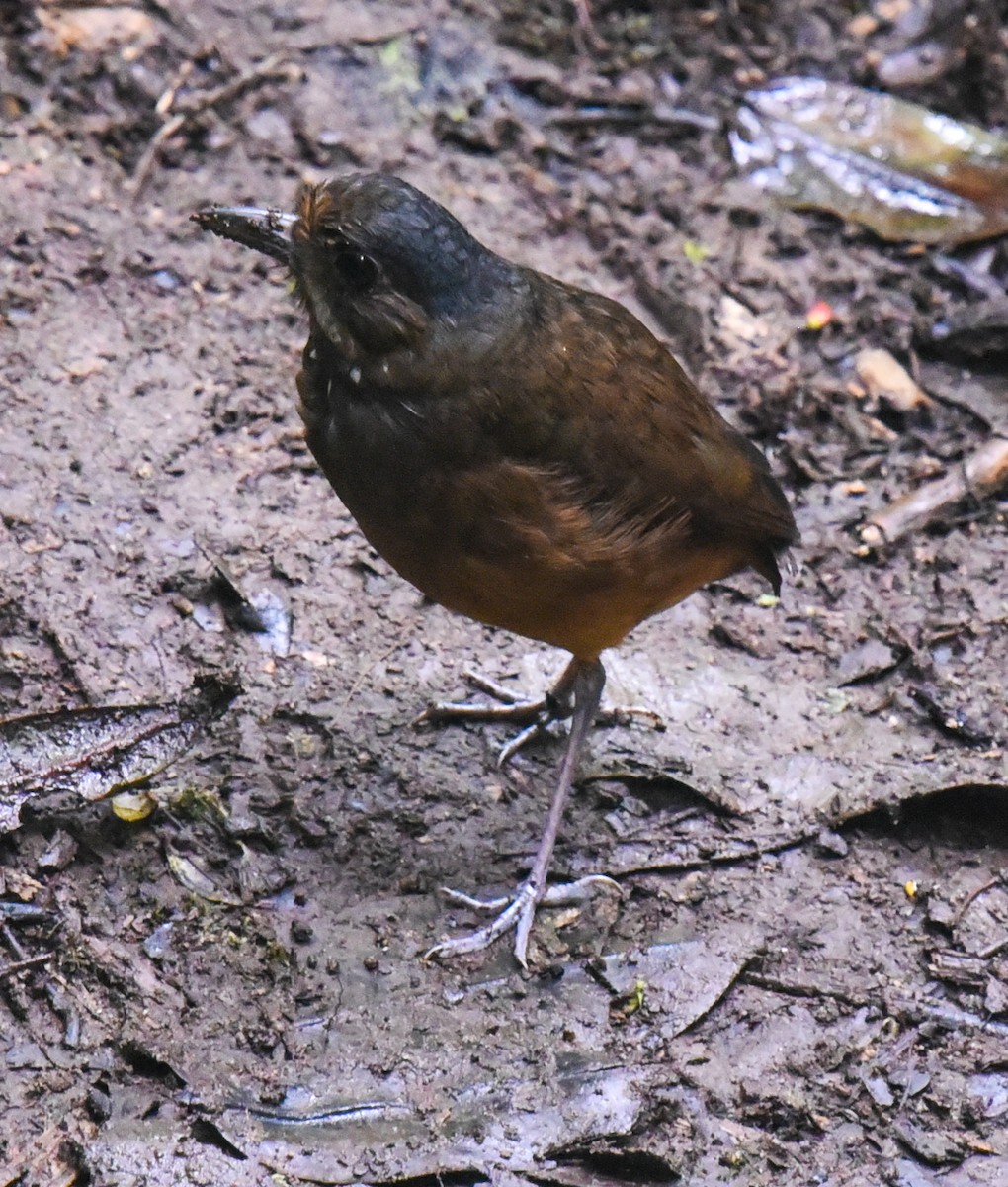 Moustached Antpitta - ML616706448