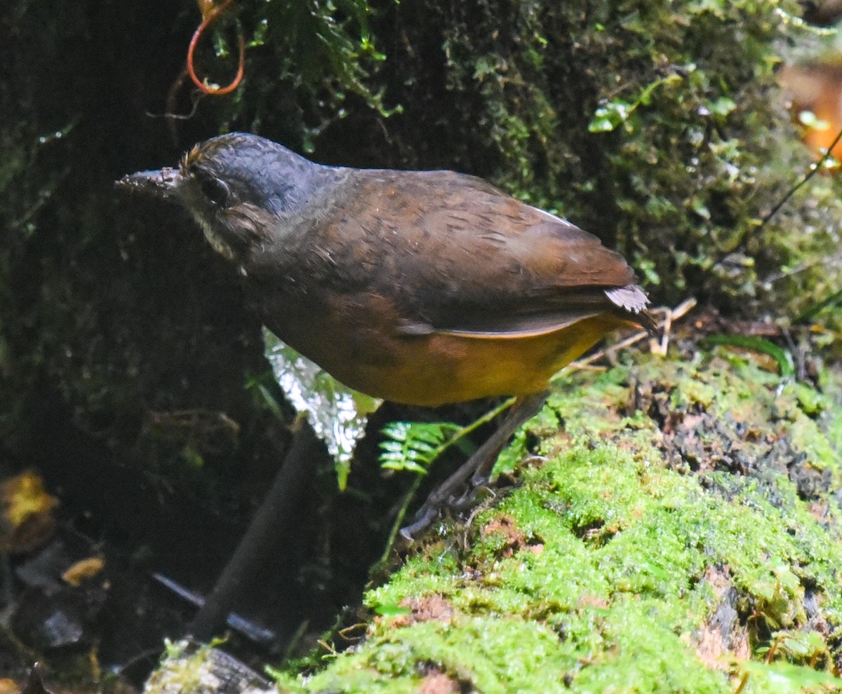 Moustached Antpitta - ML616706449
