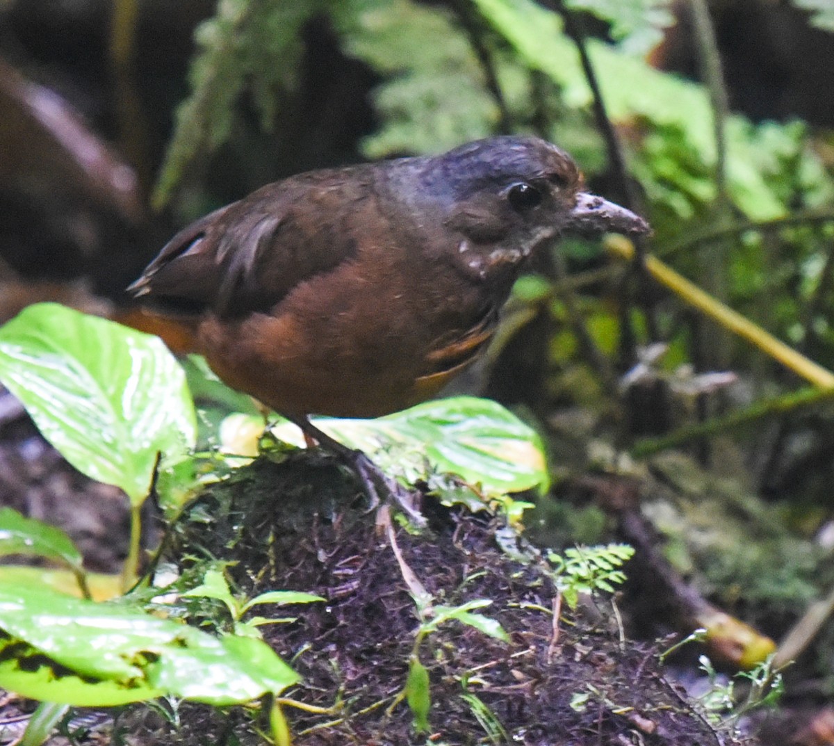 Moustached Antpitta - ML616706450