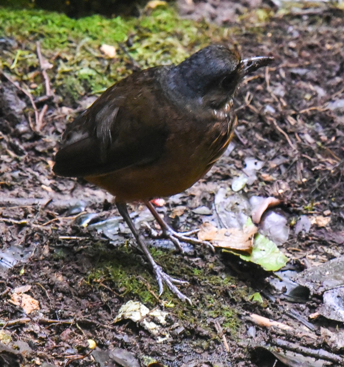 Moustached Antpitta - ML616706451