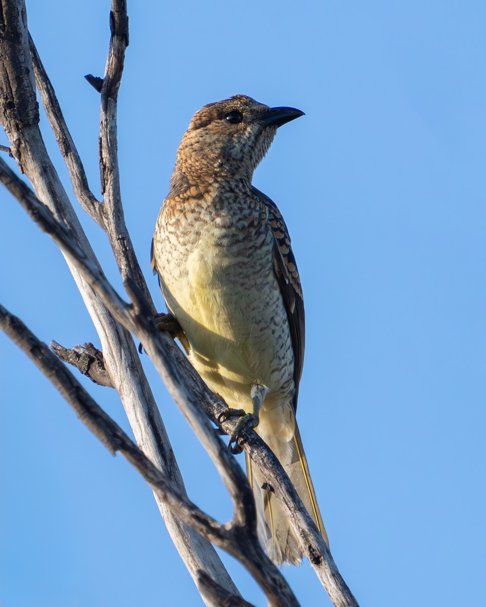 Spotted Bowerbird - Peter Sternes