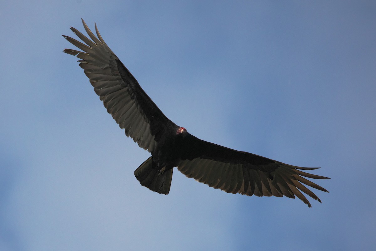 Turkey Vulture - ML616706546
