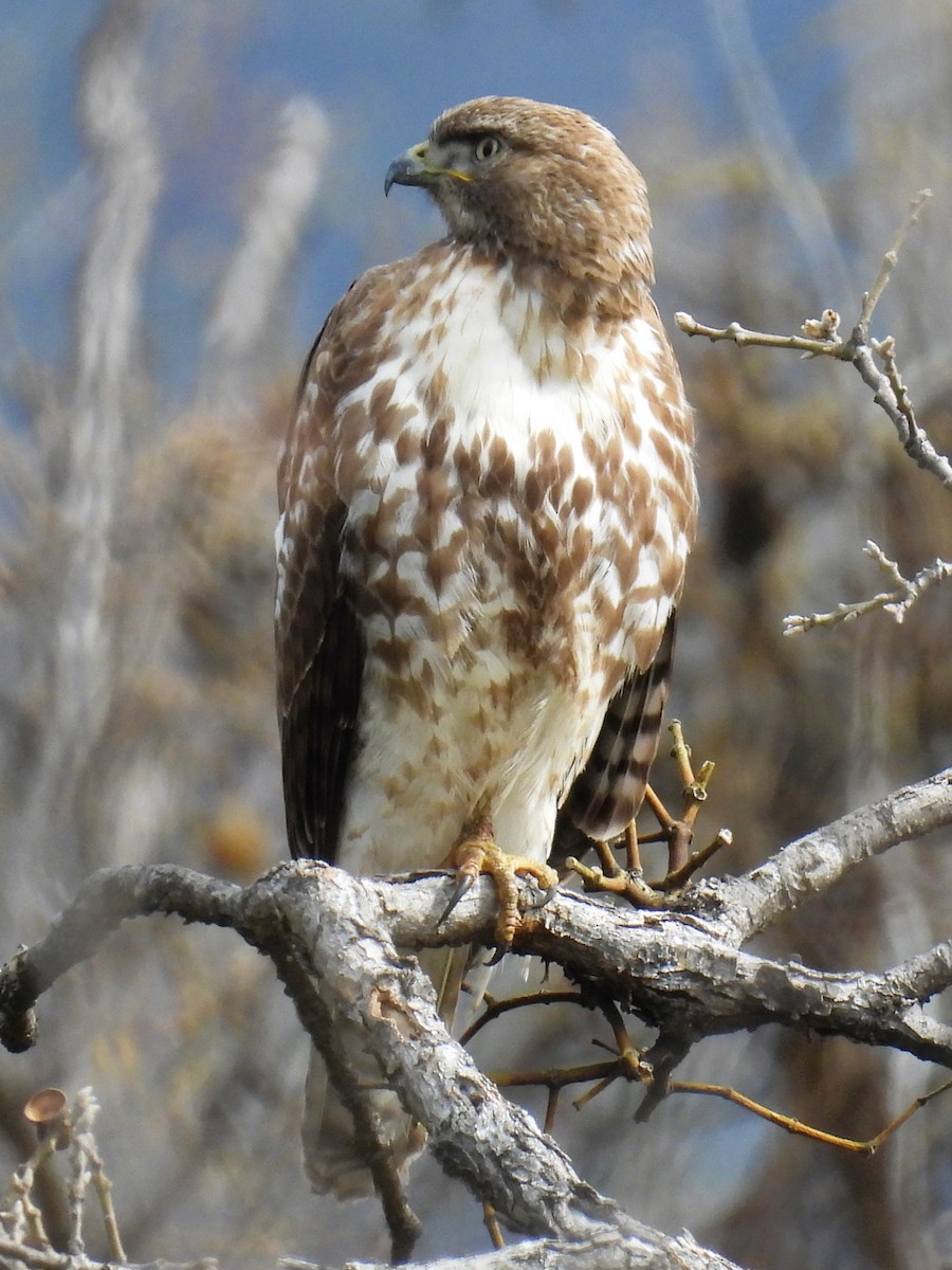 Red-tailed Hawk - ML616706564