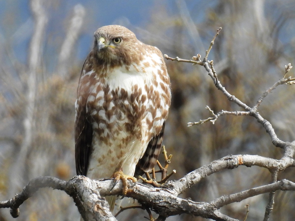Red-tailed Hawk - Tina Toth