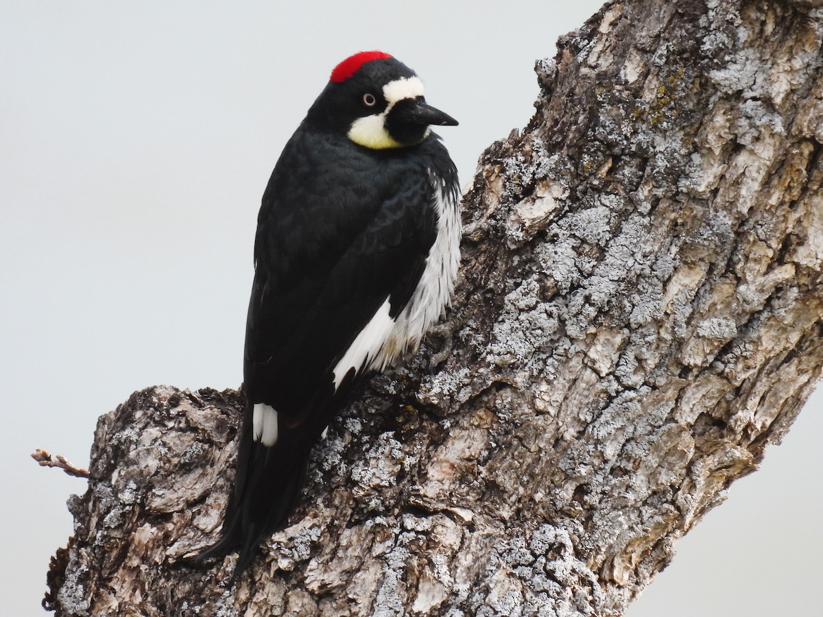 Acorn Woodpecker - Tina Toth