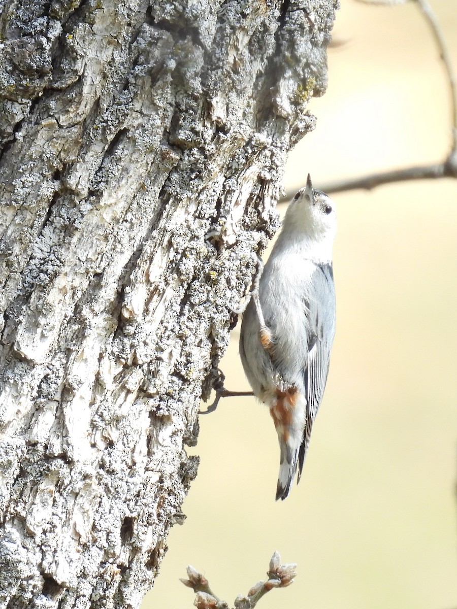 White-breasted Nuthatch - ML616706587