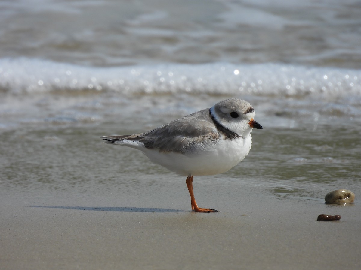 Piping Plover - ML616706666